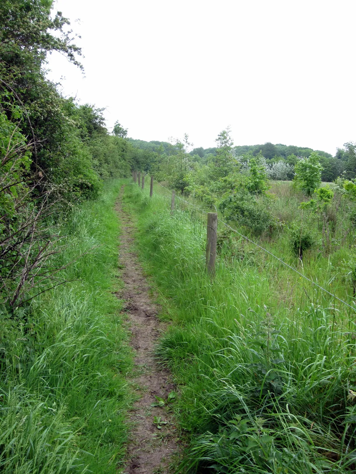 Photo showing: Bridleway to Whittlebury