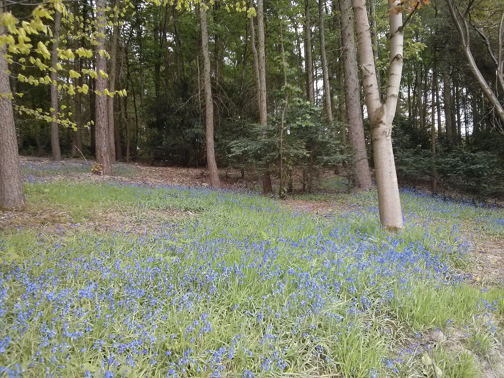 Photo showing: Swithland Bluebells Leicestershire