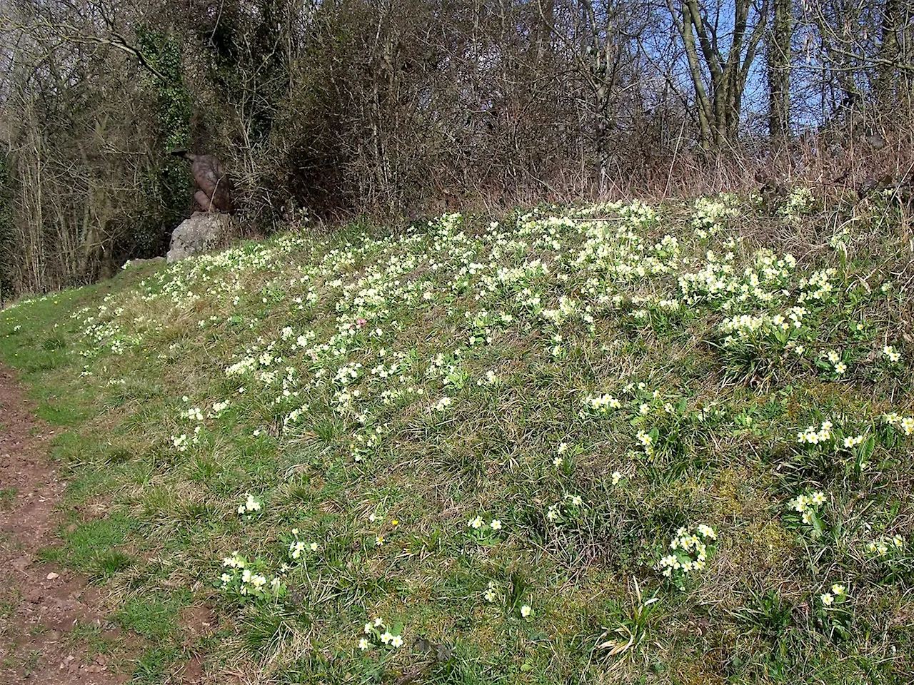 Photo showing: Primrose bank