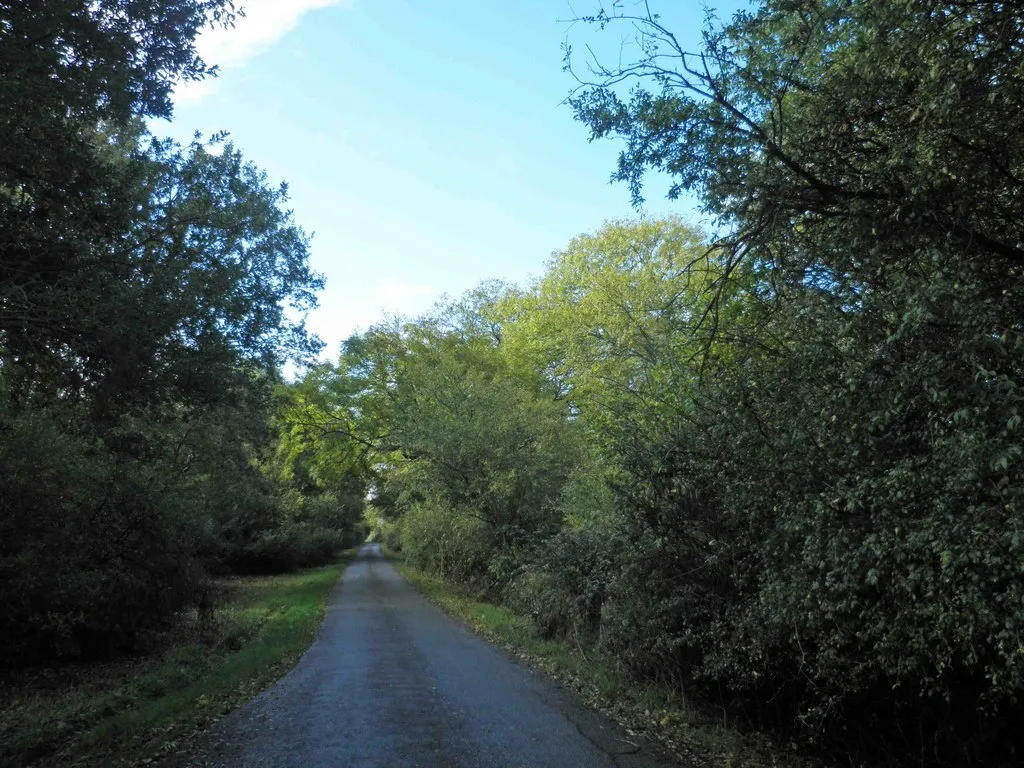 Photo showing: A tree lined Woolley's Lane