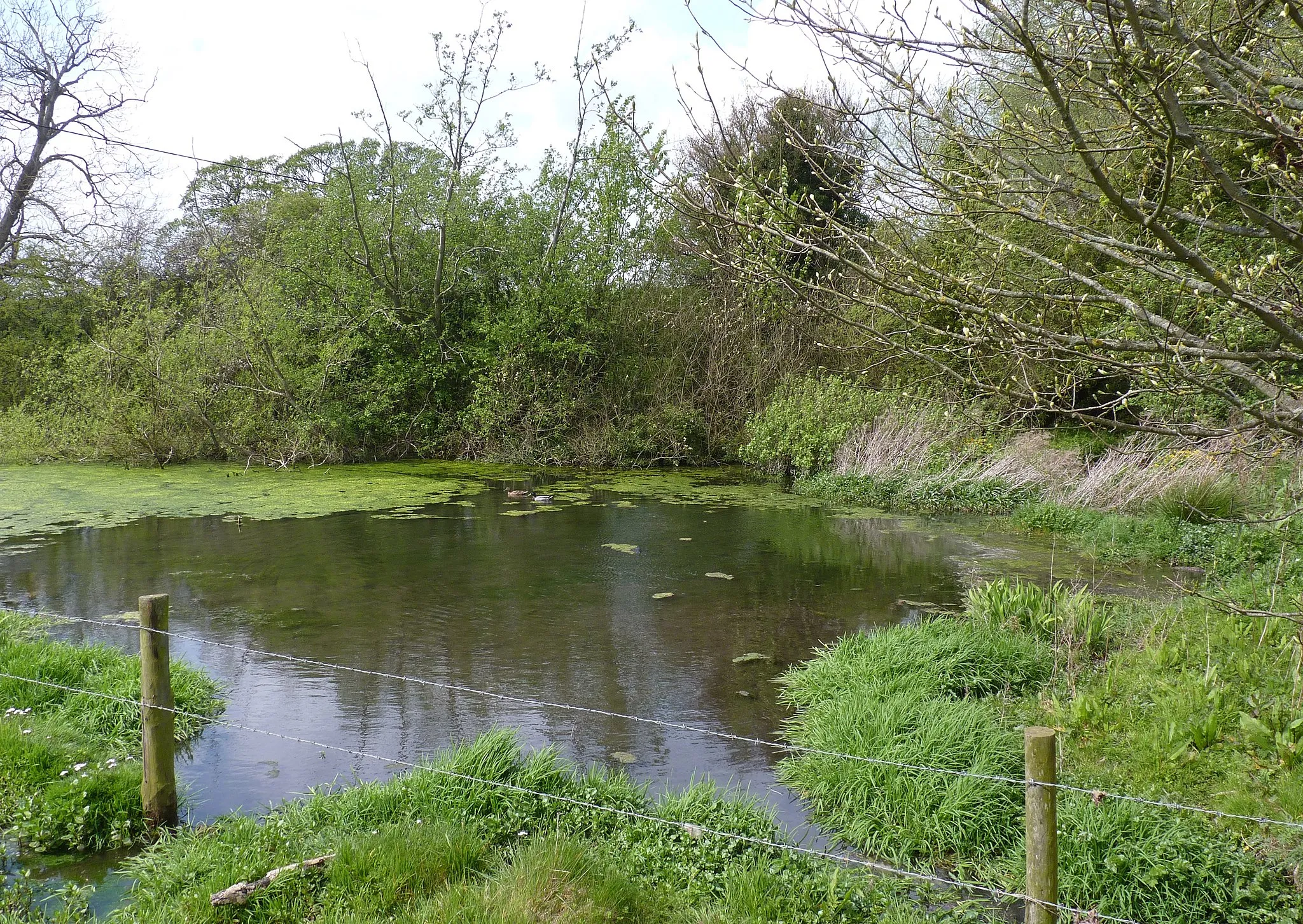 Photo showing: Pond on the east side of the Leicestershire village of Tilton on the Hill. It is the lowest side of a medieval moated site, the other sides were probably always dry channels, surrounding a house platform,