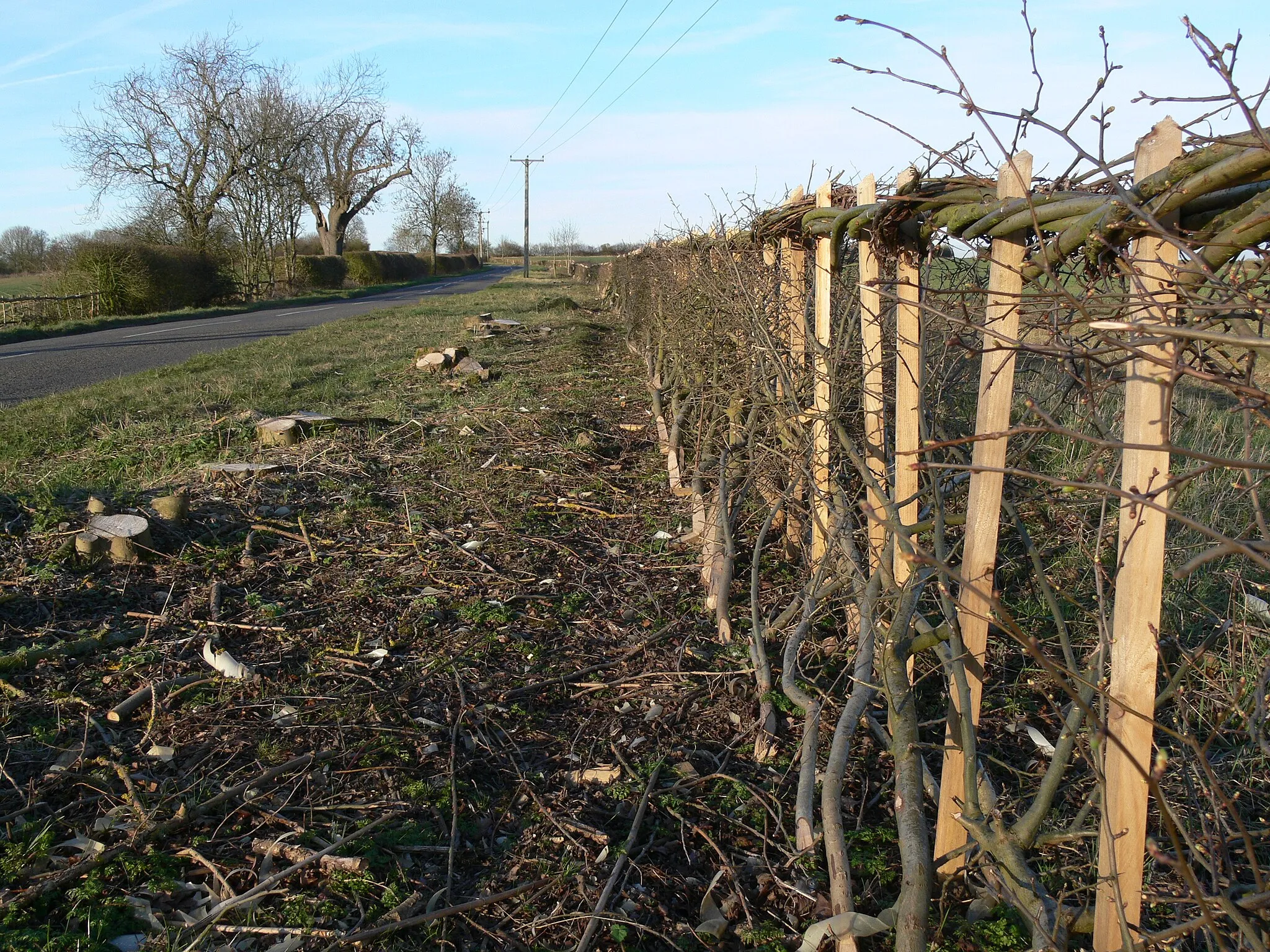 Photo showing: New hedge laid along Mere Road