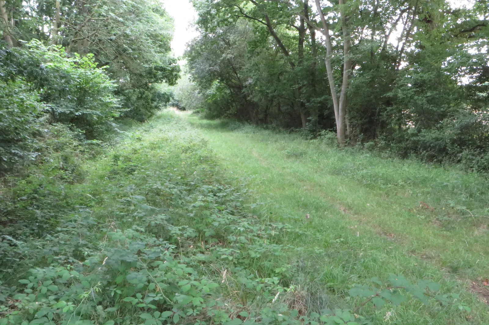 Photo showing: Bridleway by Shortgrove Wood