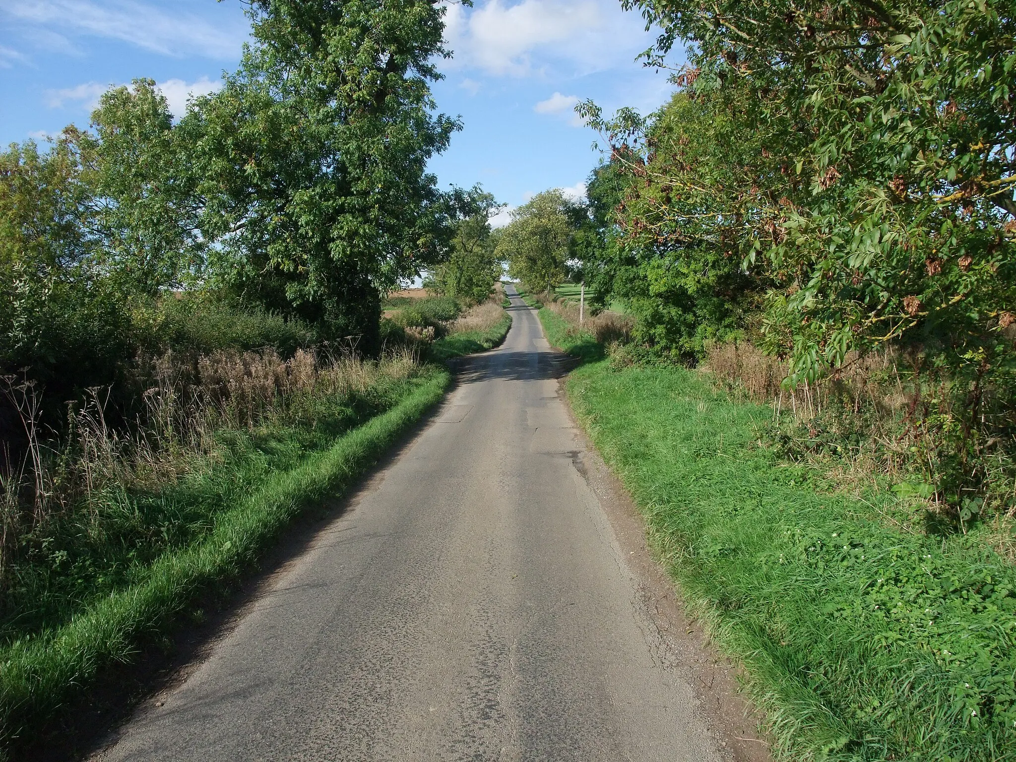Photo showing: Ash trees on the long road to West Haddon