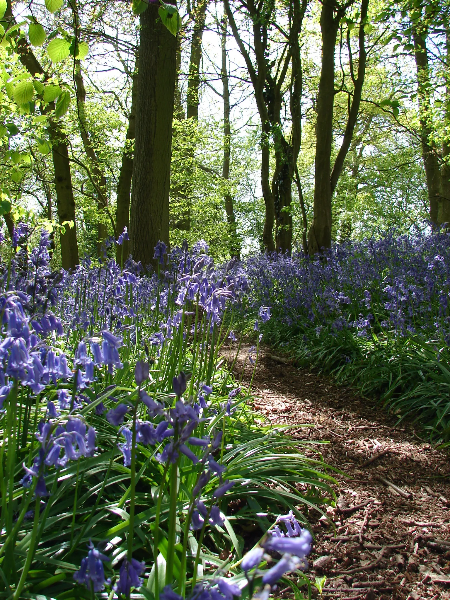 Photo showing: Bluebell time