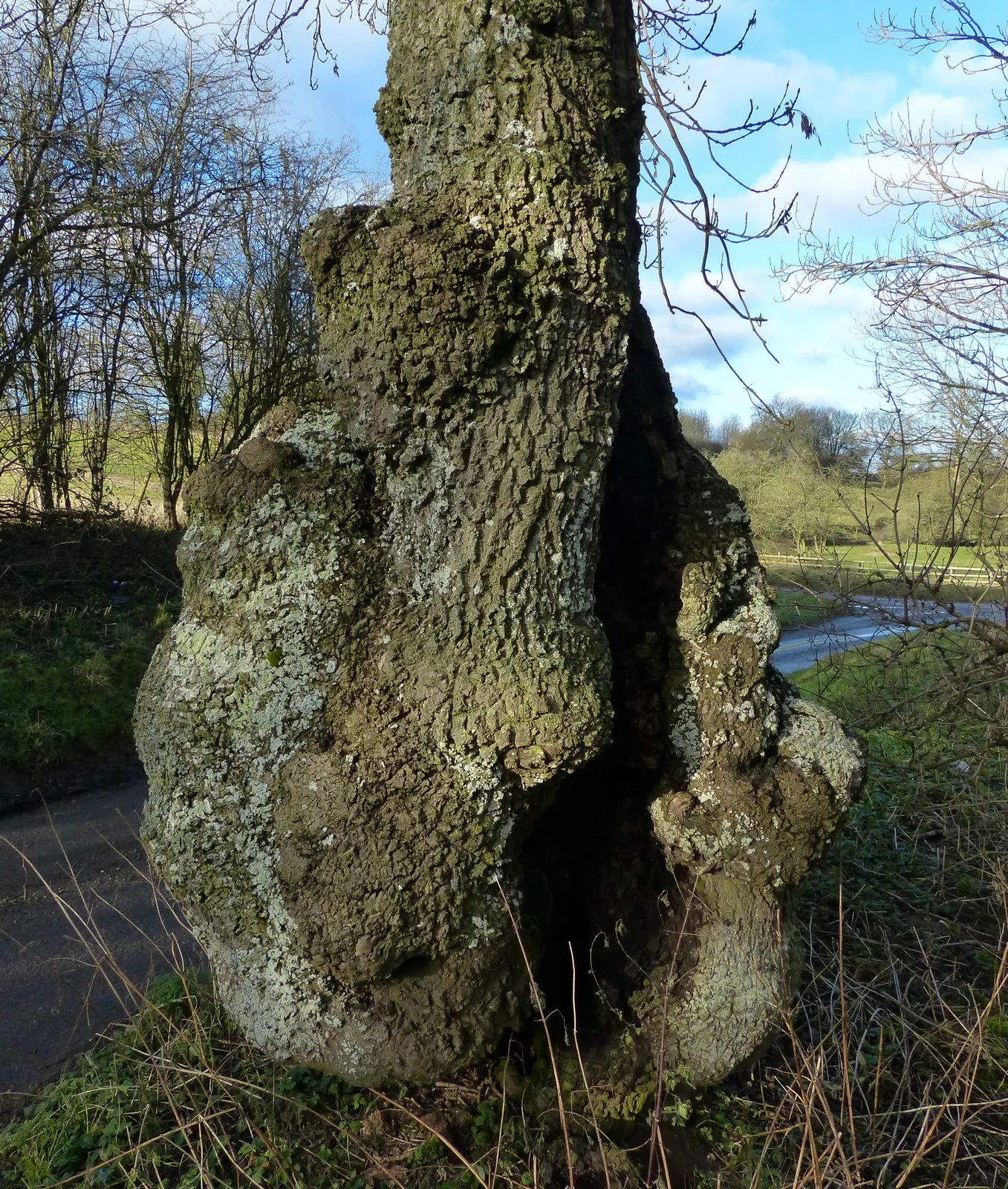 Photo showing: Ancient tree along Ingarsby Lane