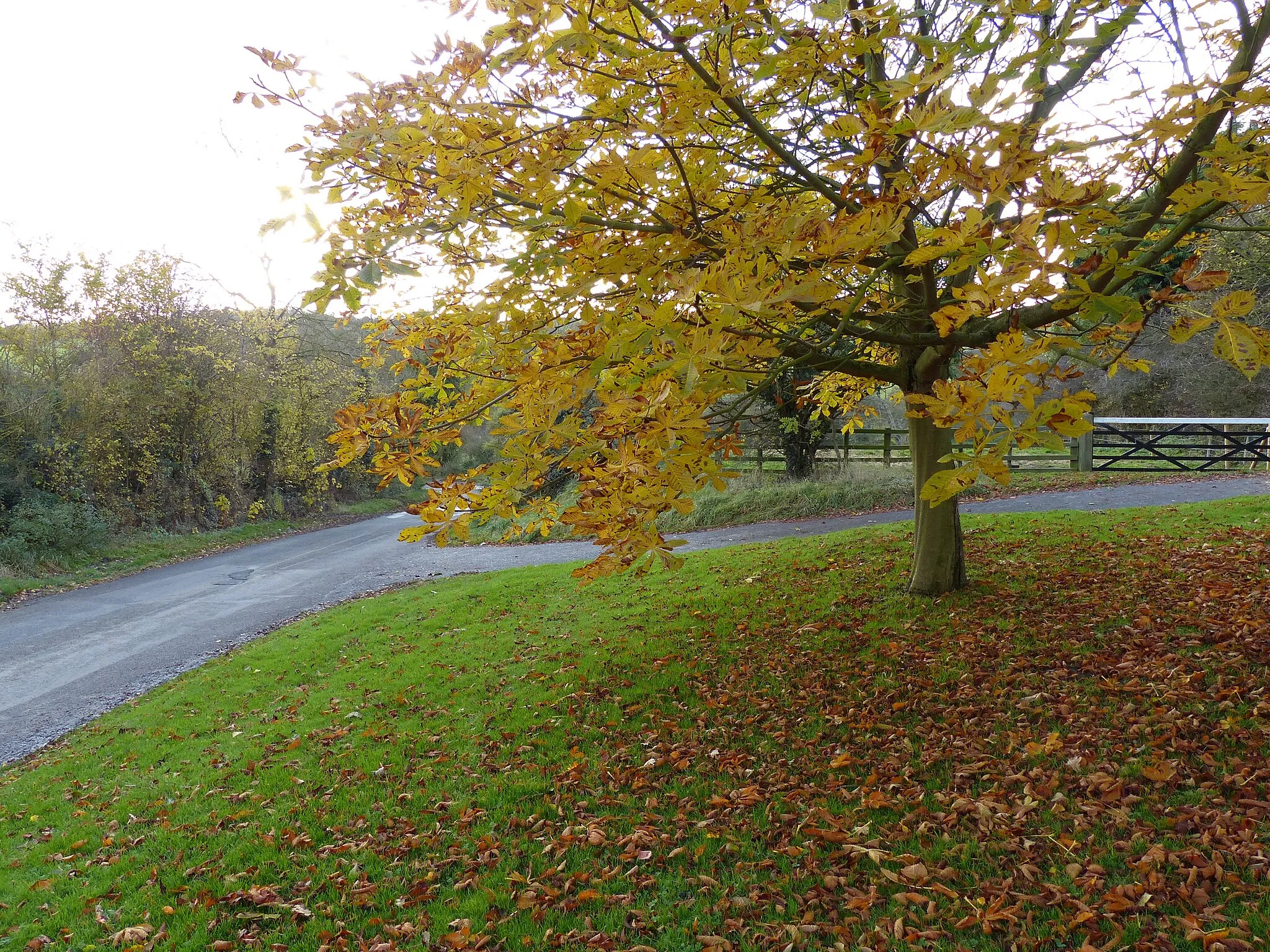 Photo showing: Autumn along Ingarsby Lane