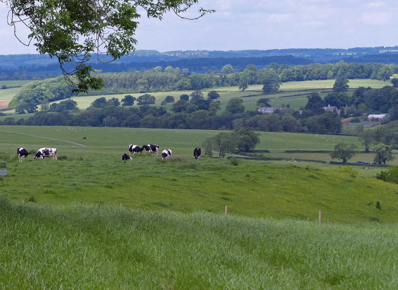 Photo showing: Cattle near Lord Morton's Covert