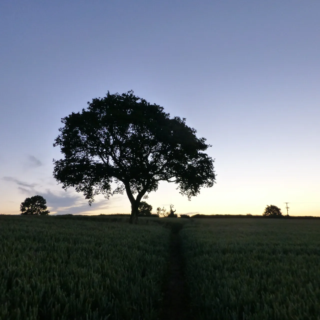 Photo showing: A tree at dawn