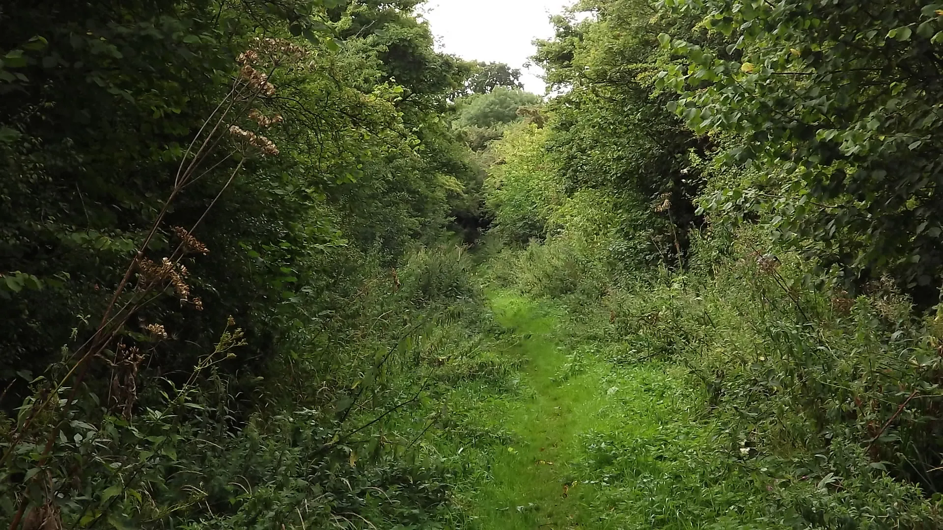 Photo showing: An ancient "green lane" near Newbold Verdon