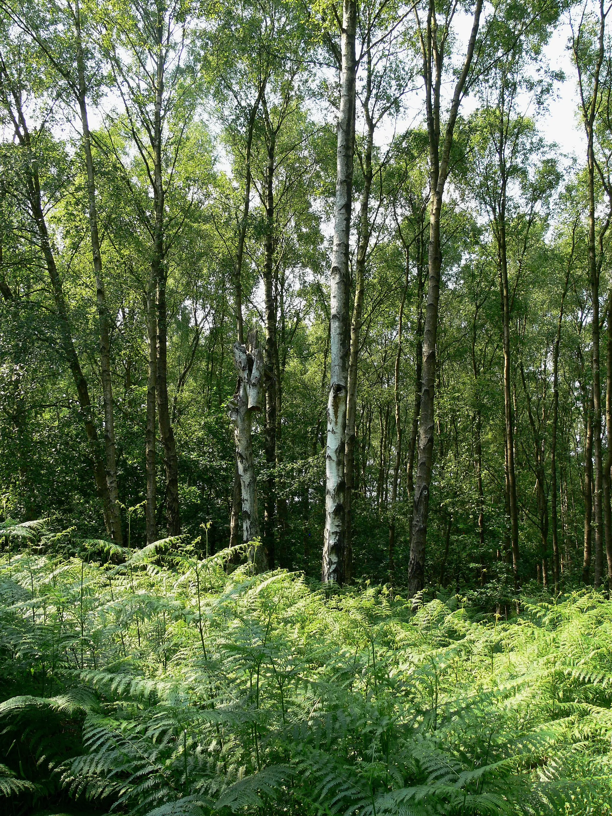 Photo showing: Cademan Wood north of Whitwick