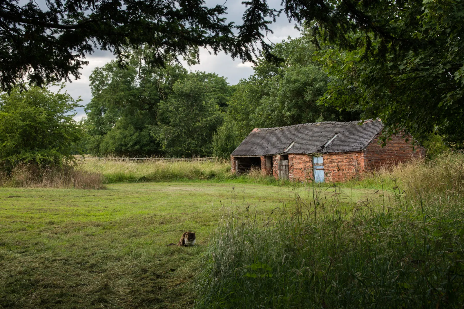 Photo showing: A barn and a cat
