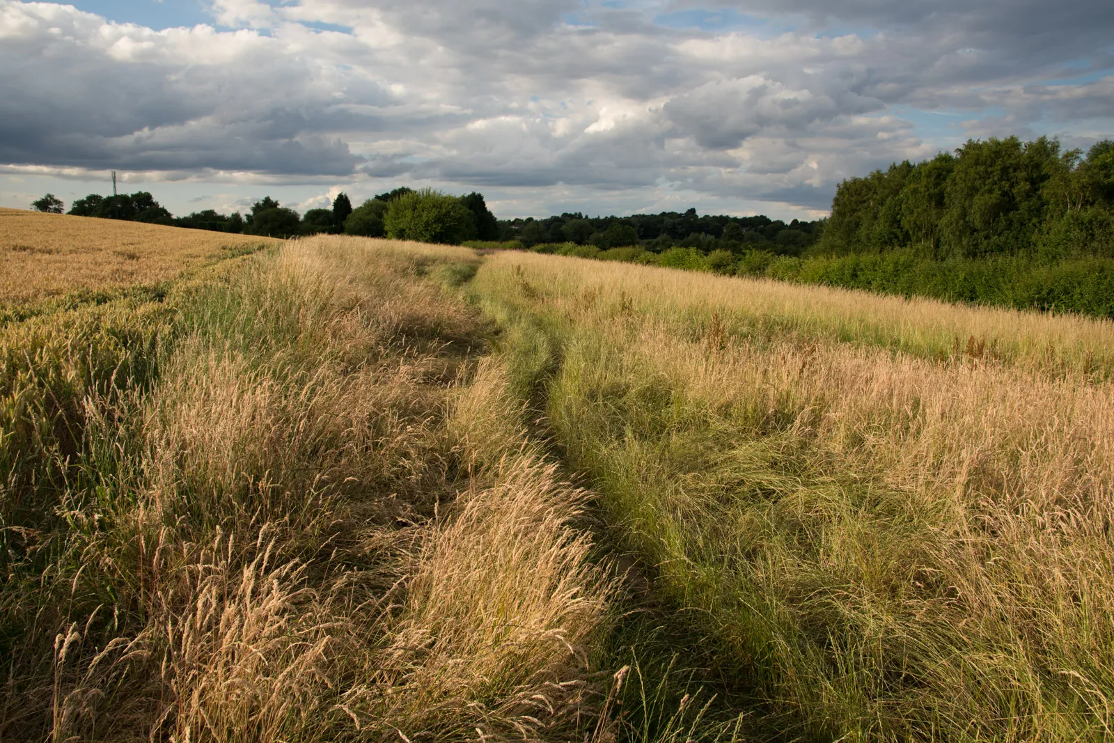 Photo showing: A field near Packington Nook Lane