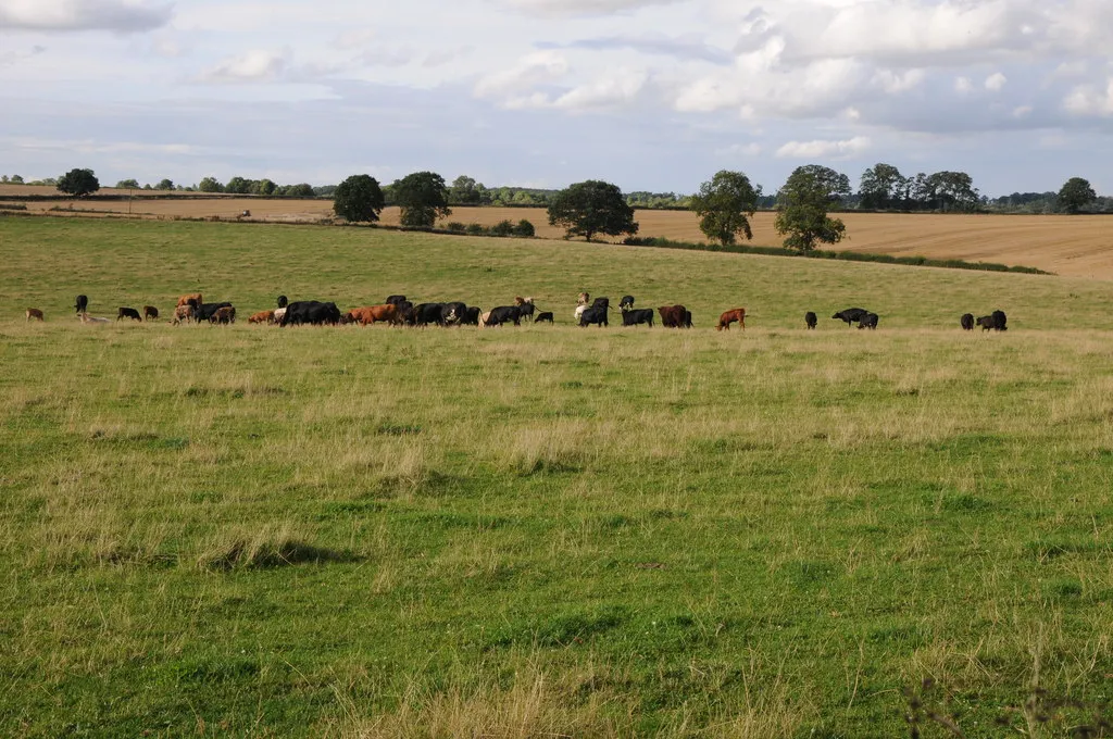 Photo showing: Cattle grazing