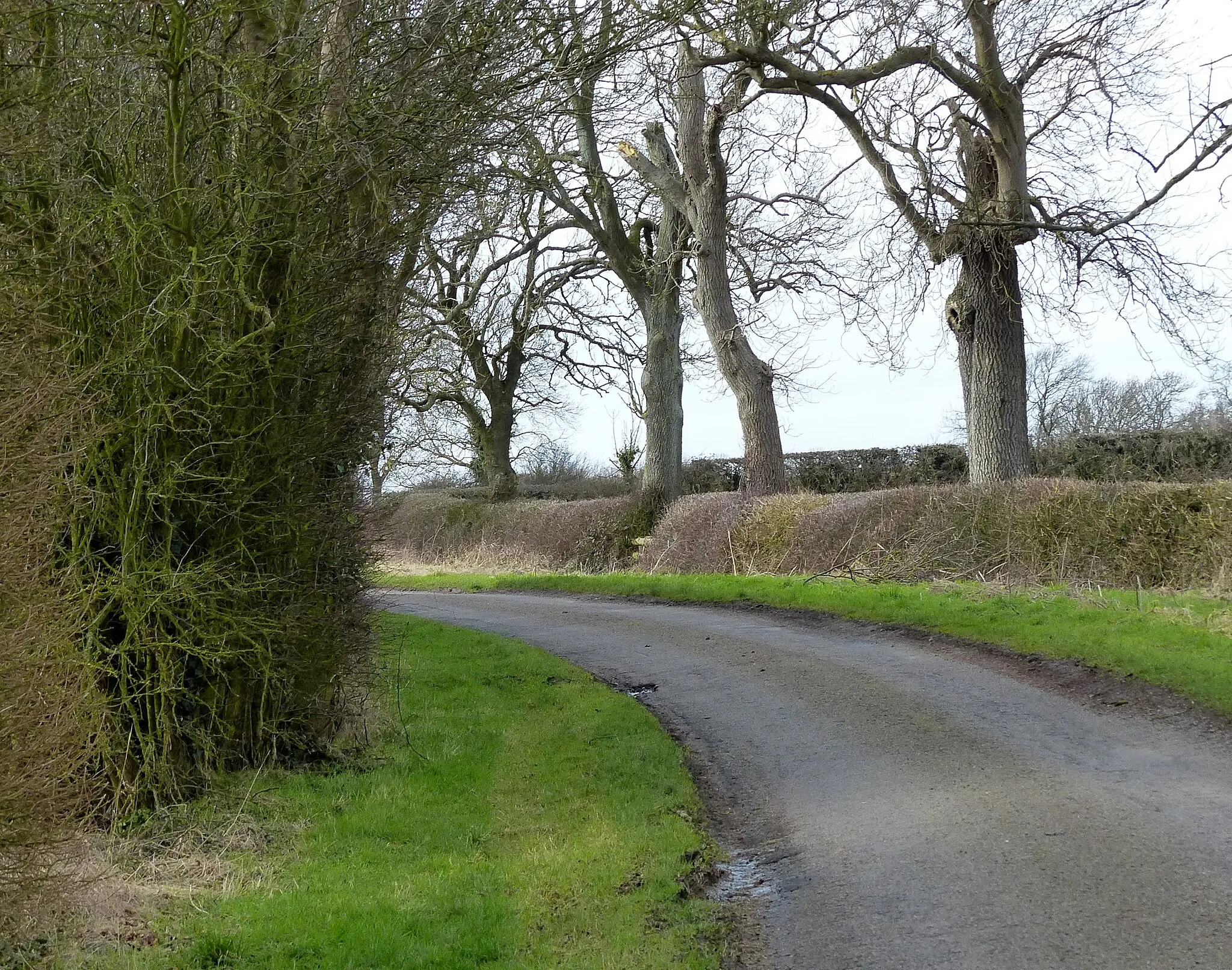 Photo showing: A tree lined Mere Road