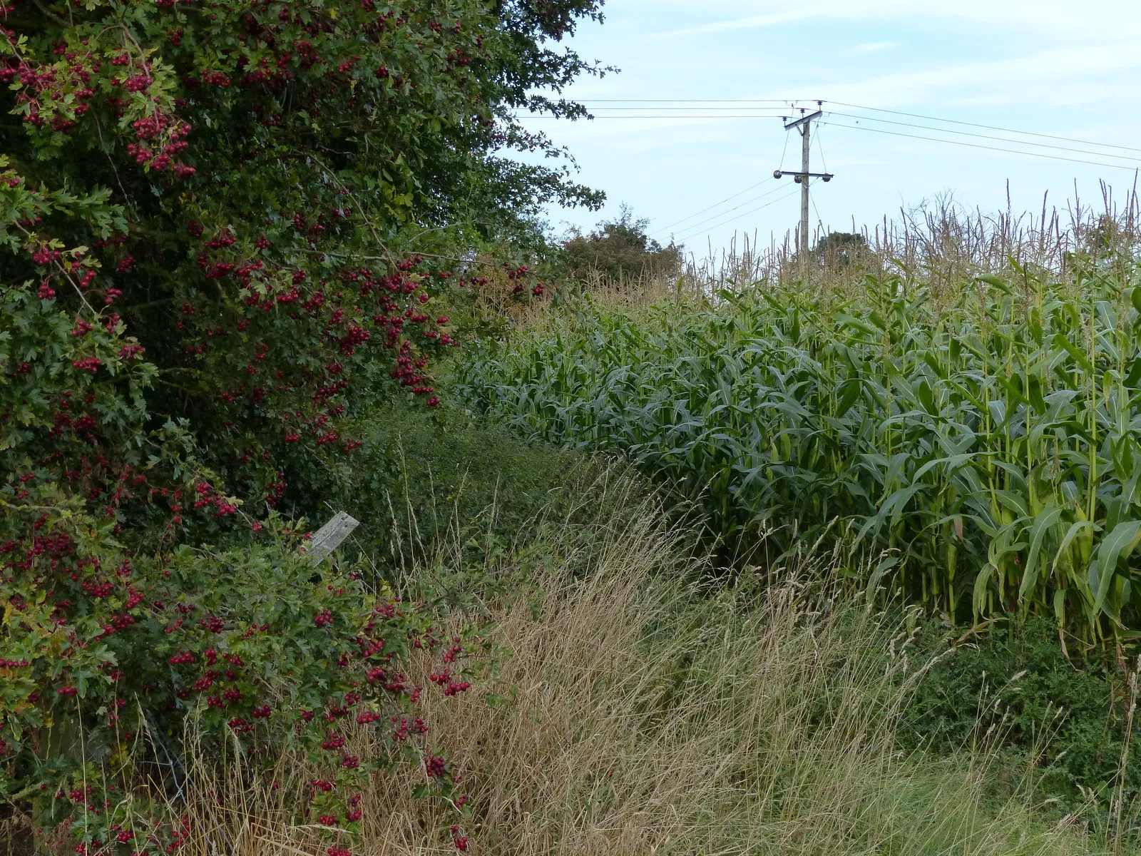 Photo showing: Autumn berries and a field of maize