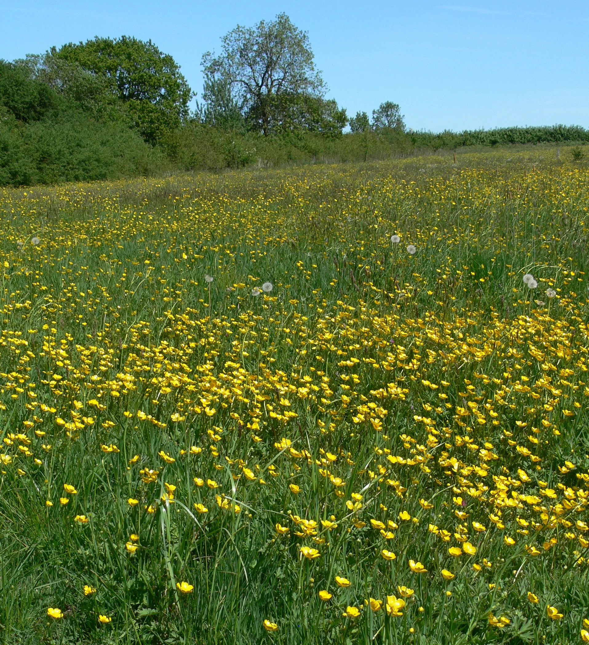 Photo showing: Buttercups in Smenell Field