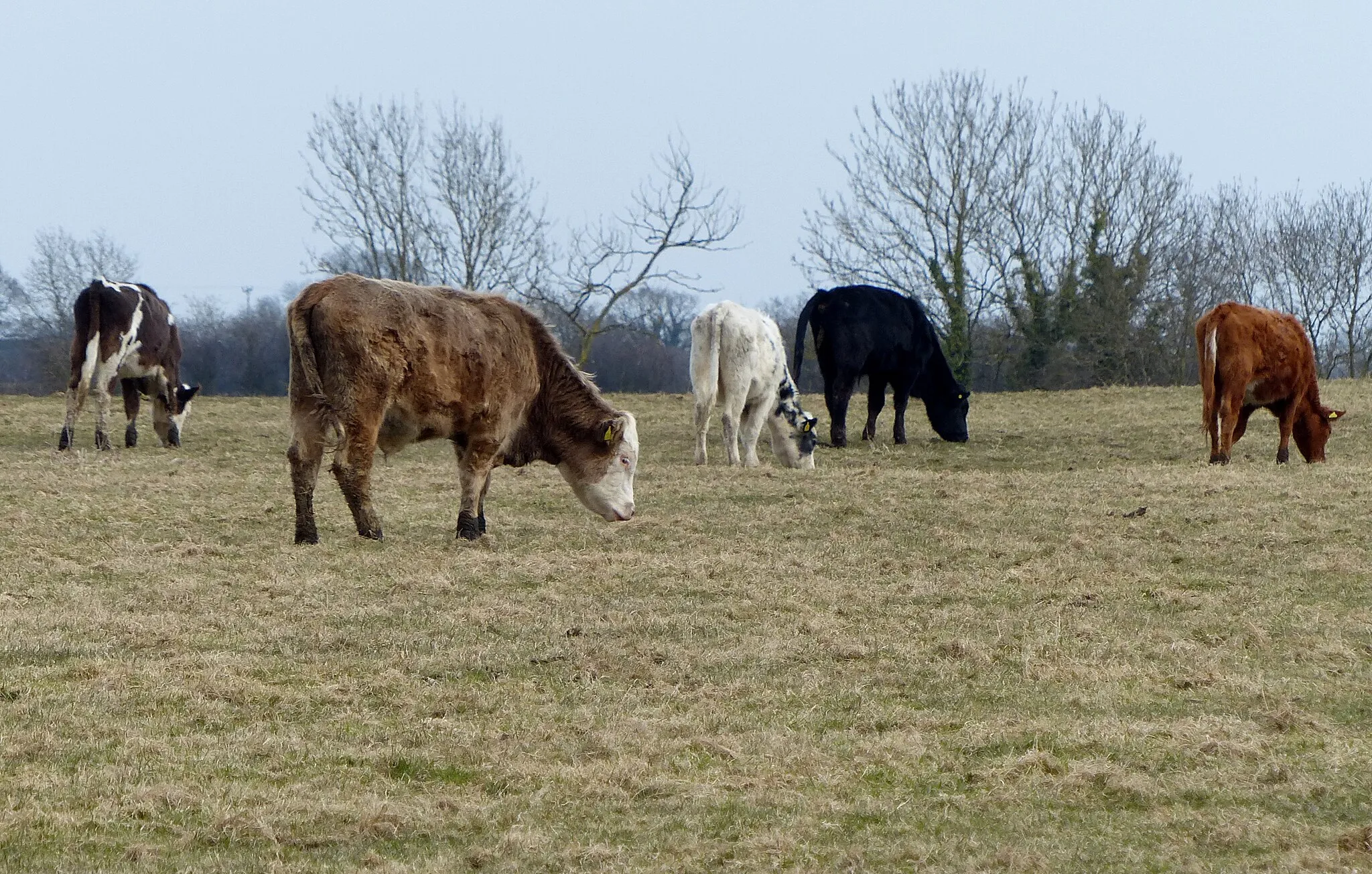 Photo showing: Cattle near Ashby Magna