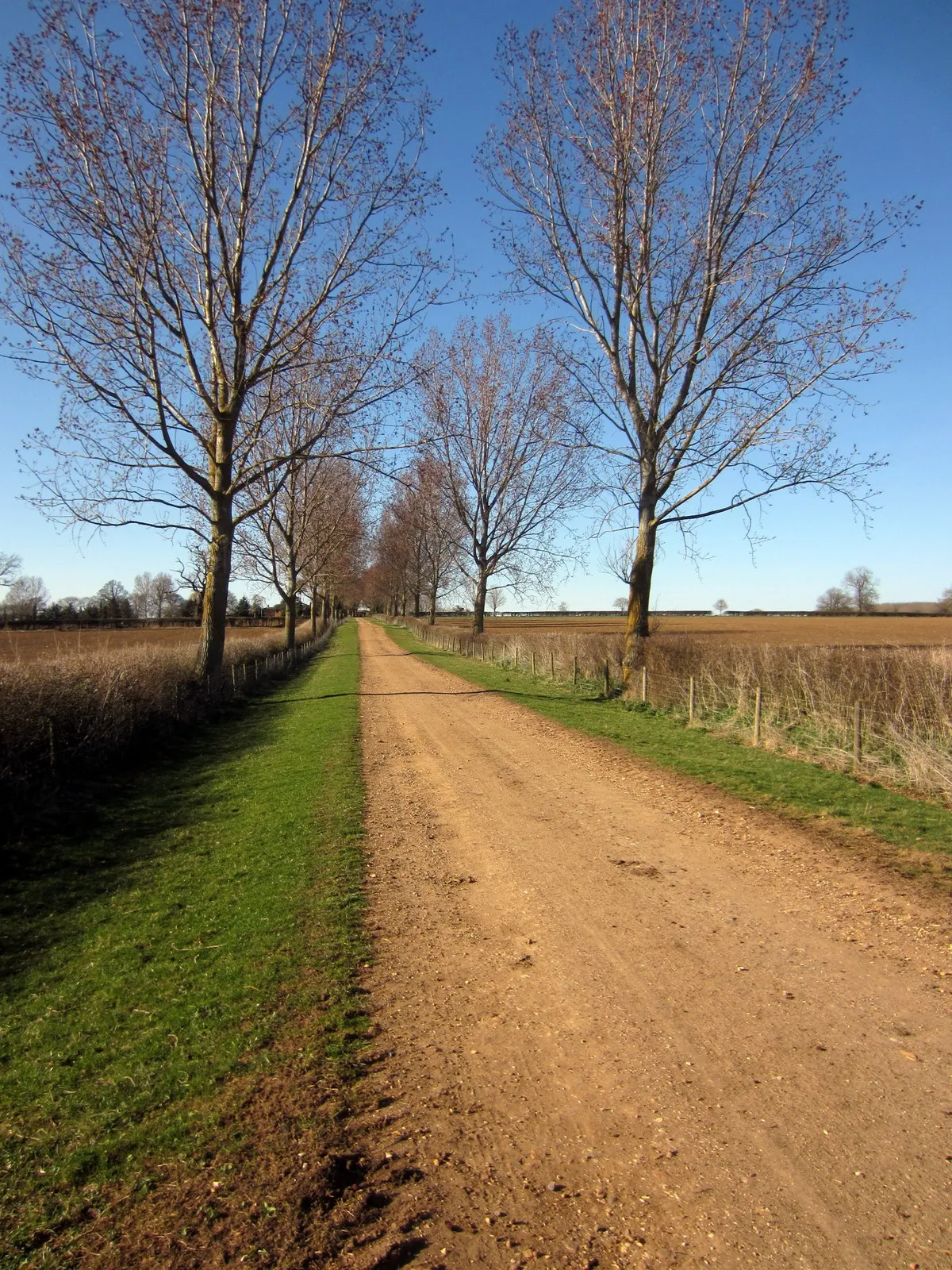 Photo showing: Drive up to Grove Farm