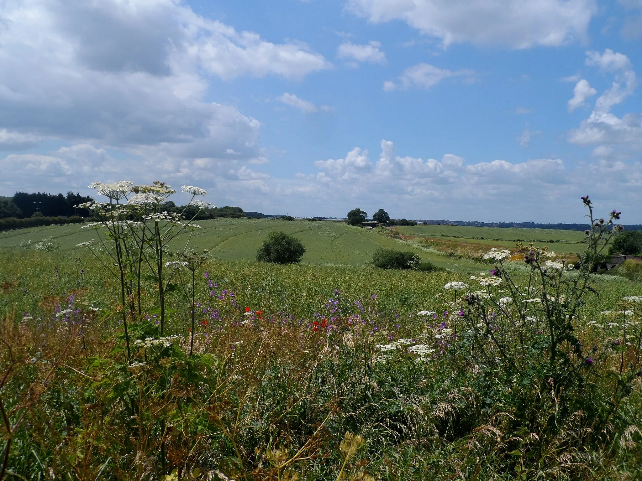 Photo showing: Colourful hedgerow and ripening oilseed rape field