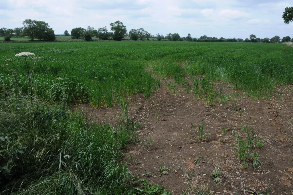 Photo showing: Cereal field near Prince Rupert's Farm