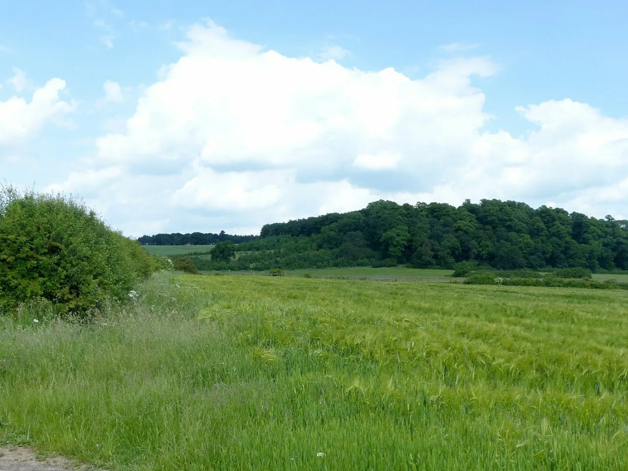 Photo showing: Barley field near Grange Farm