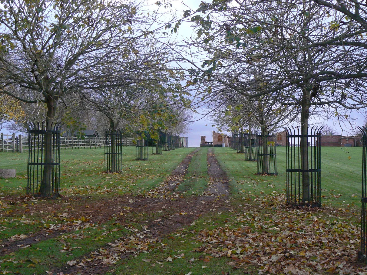 Photo showing: Avenue in Manor Farm grounds