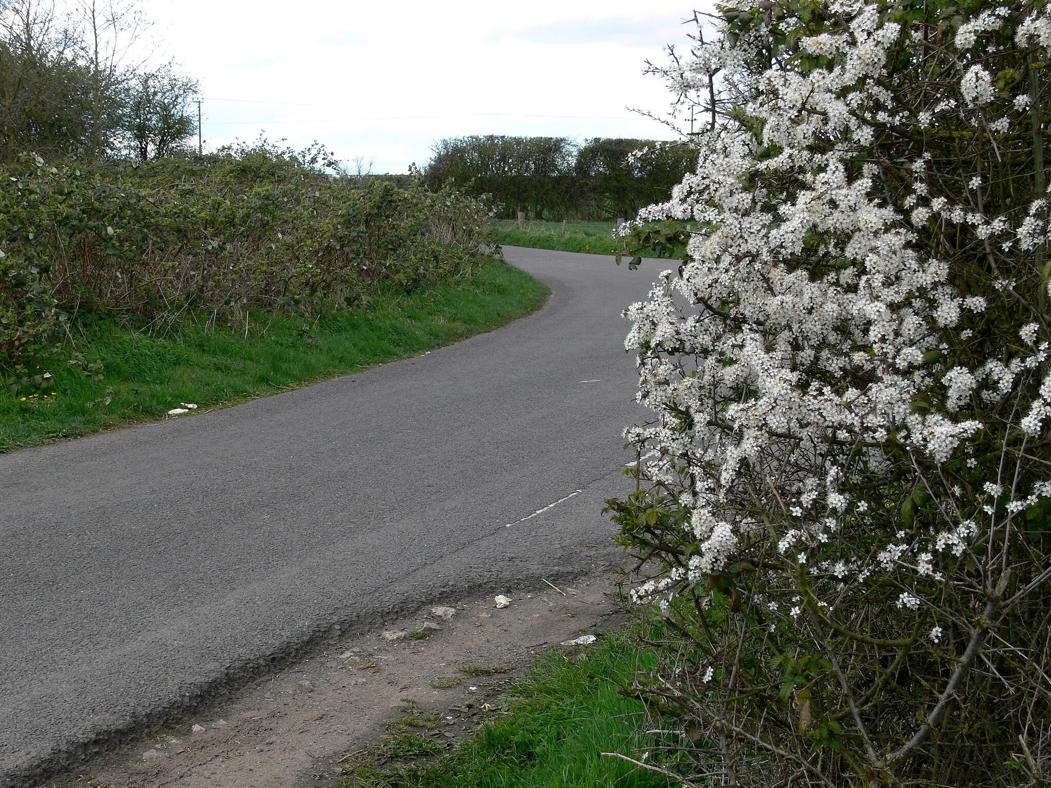 Photo showing: Blackberry blossom along Lubbesthorpe Bridle Road