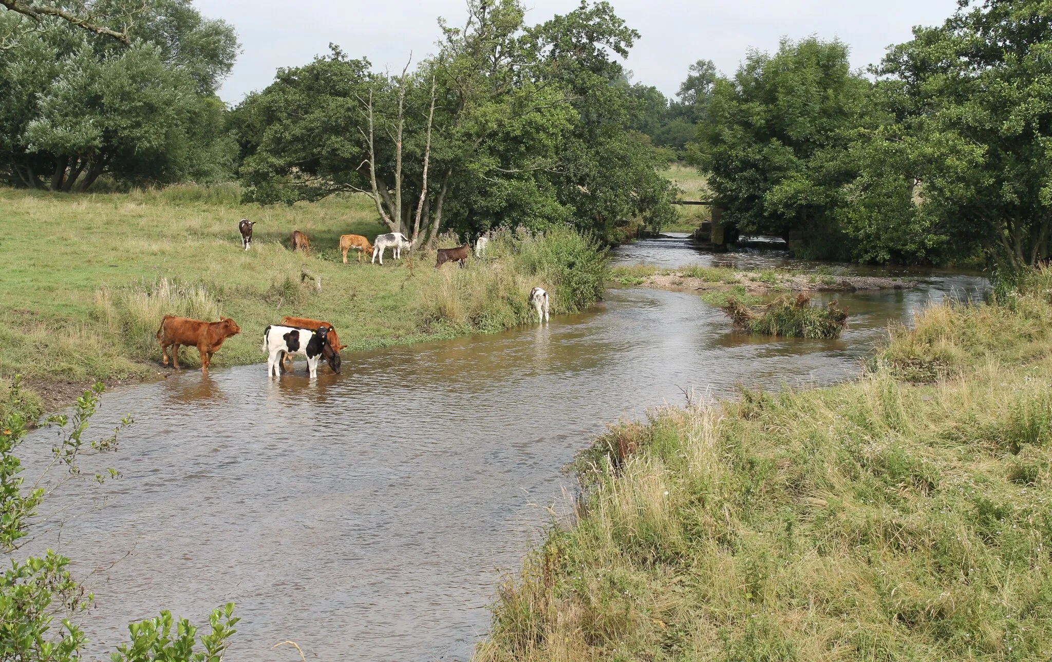 Photo showing: Cows in Sutton Brook