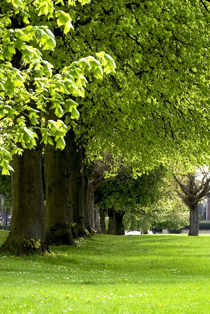 Photo showing: Village Trees