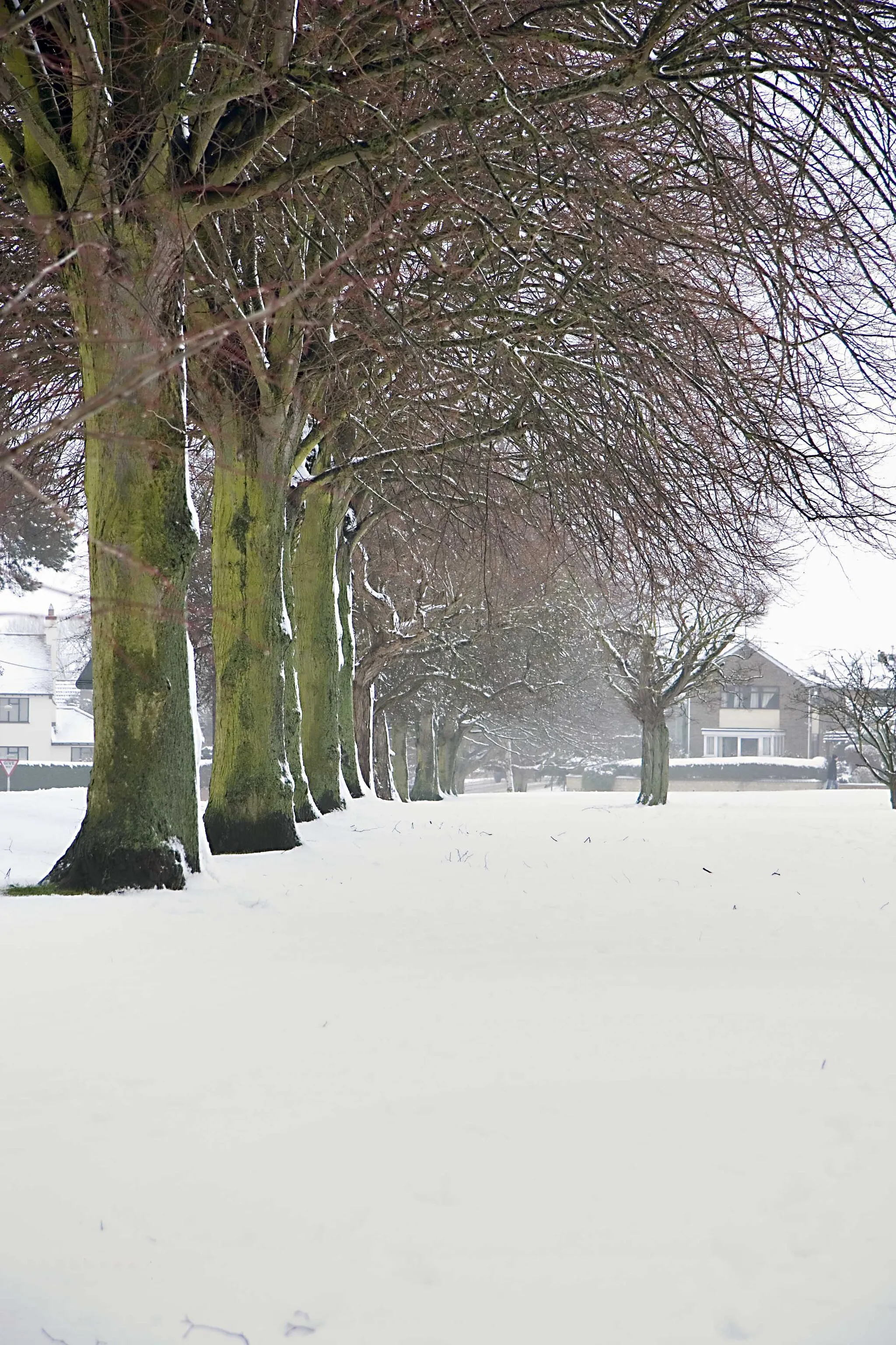 Photo showing: Winter Village Green Trees