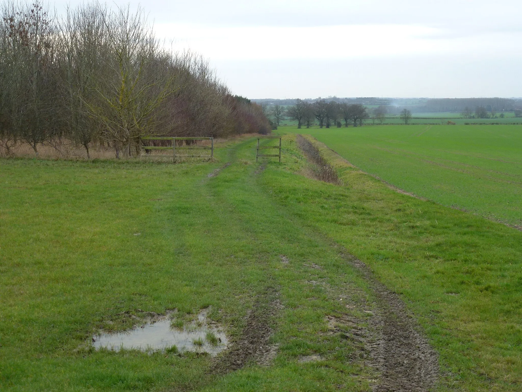 Photo showing: The edge of a young plantation near Wigsthorpe