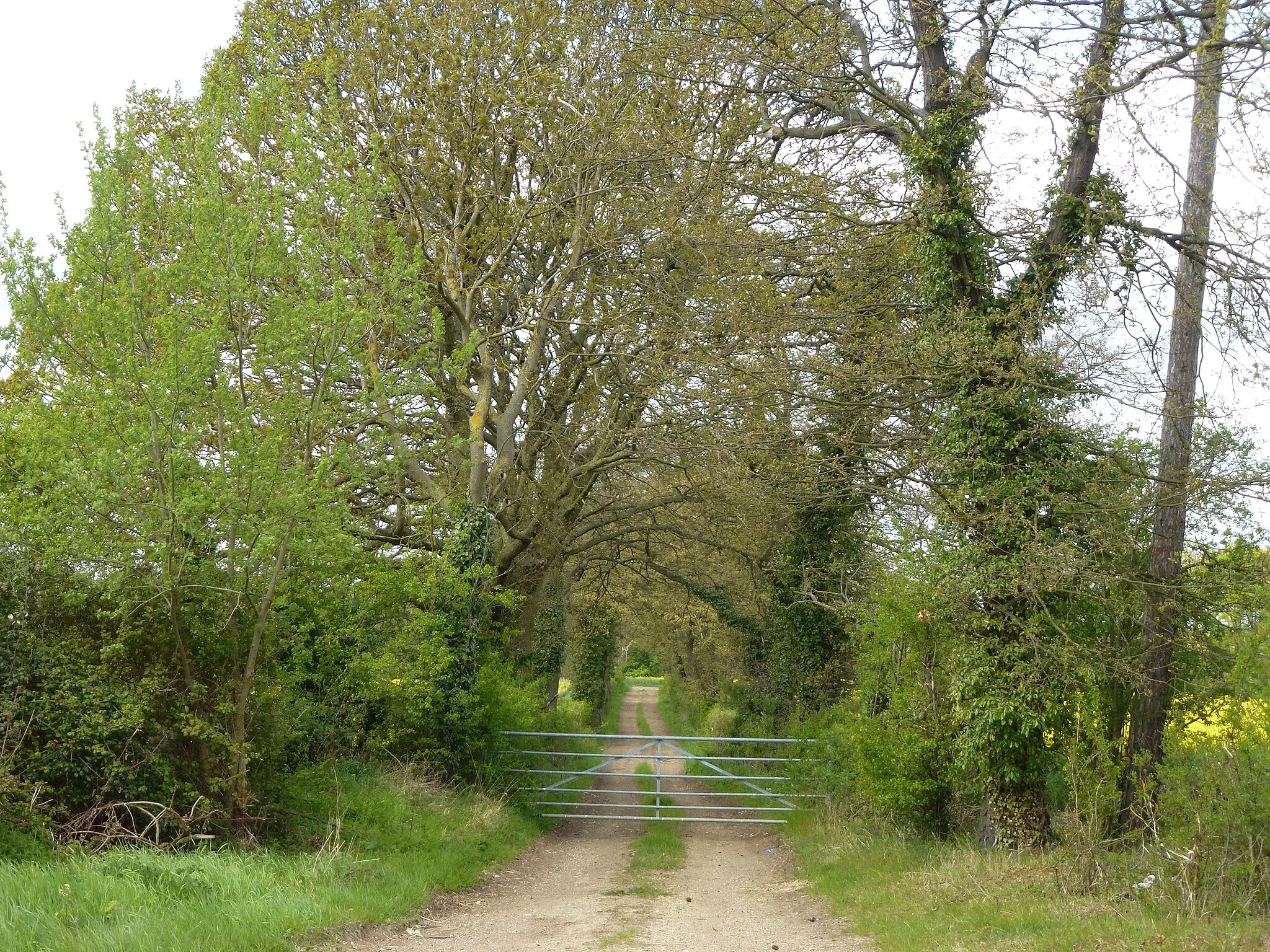 Photo showing: Avenue of trees over Little Maidens