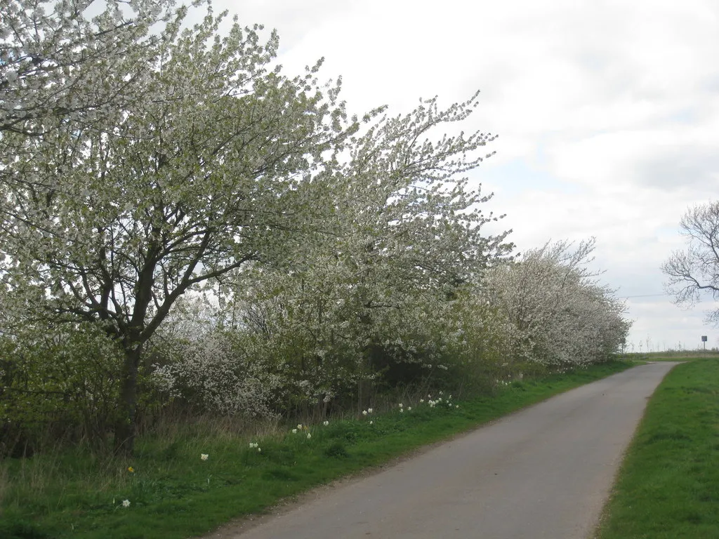 Photo showing: Blackthorn along the roadside