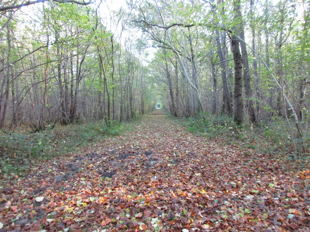 Photo showing: Bridleway in Hardy Gang Wood