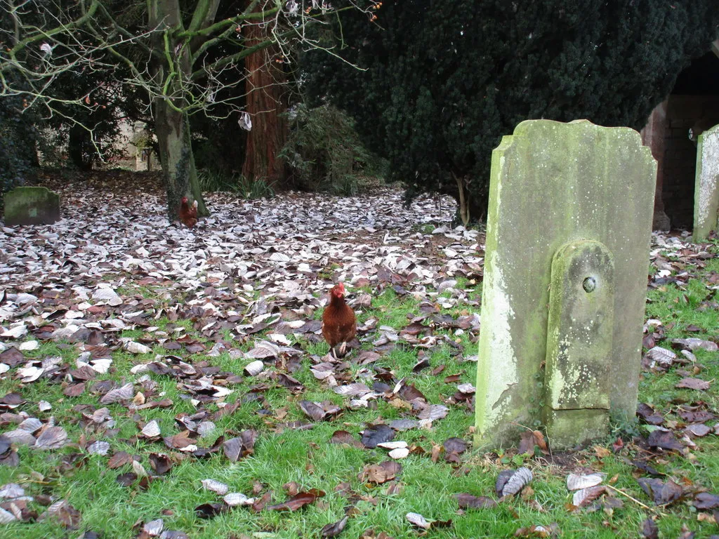 Photo showing: Churchyard or chookyard?