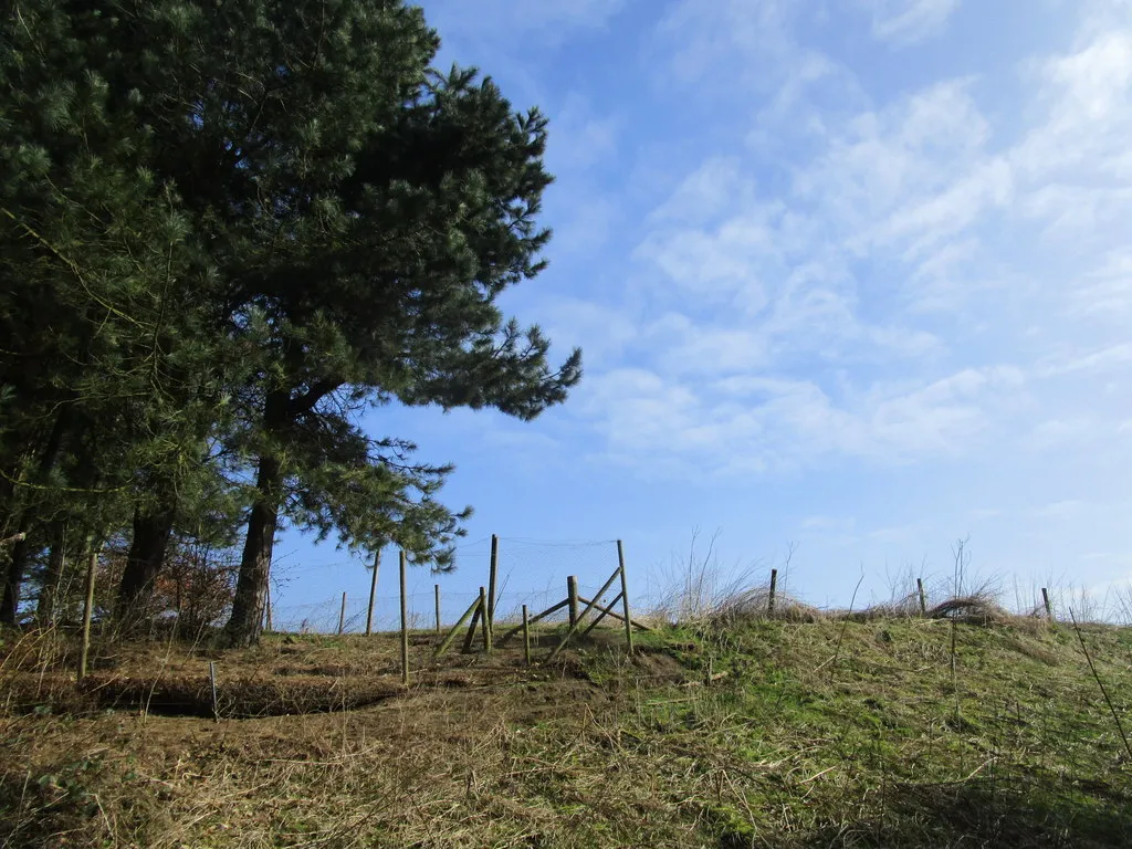 Photo showing: A corner of Old Fox Covert