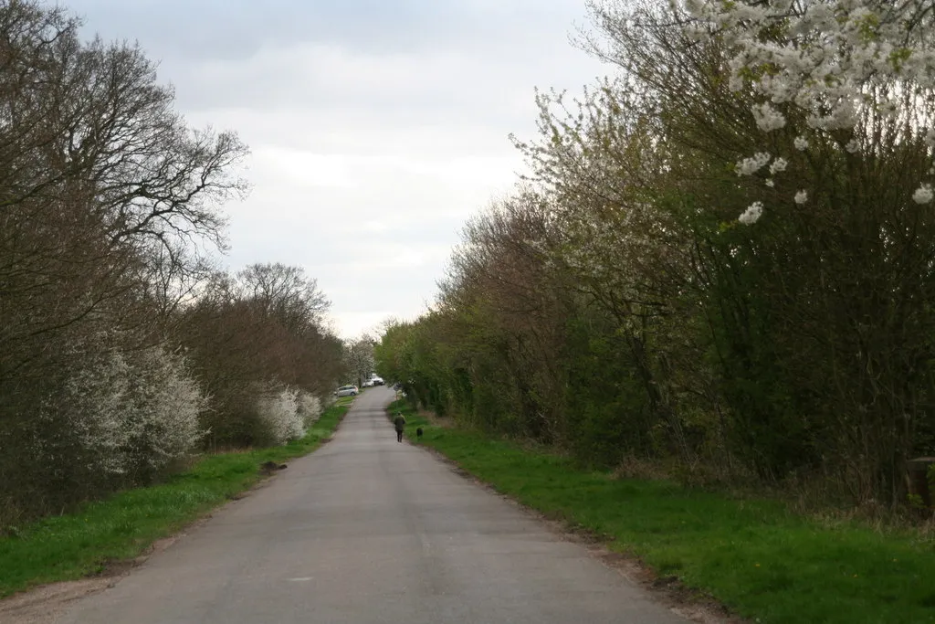Photo showing: Blackthorn flowering by Willingham Road, East Barkwith