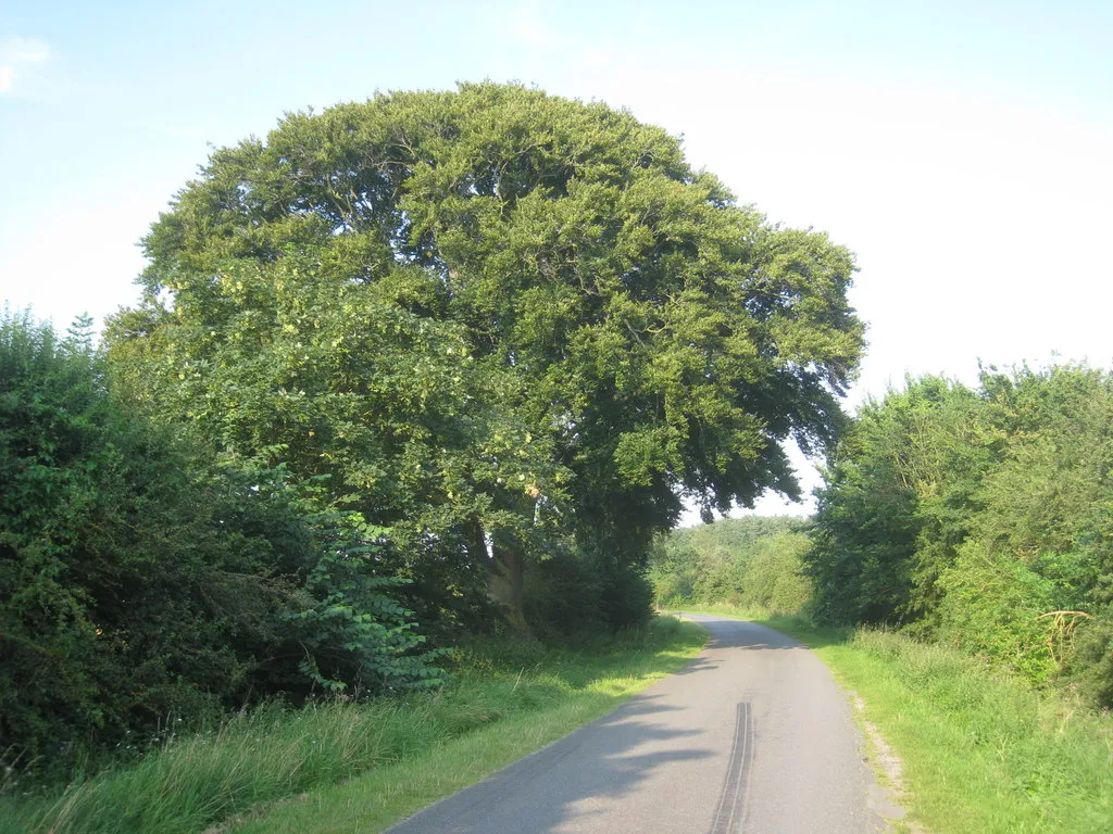 Photo showing: Another beech tree on Long Wood Lane