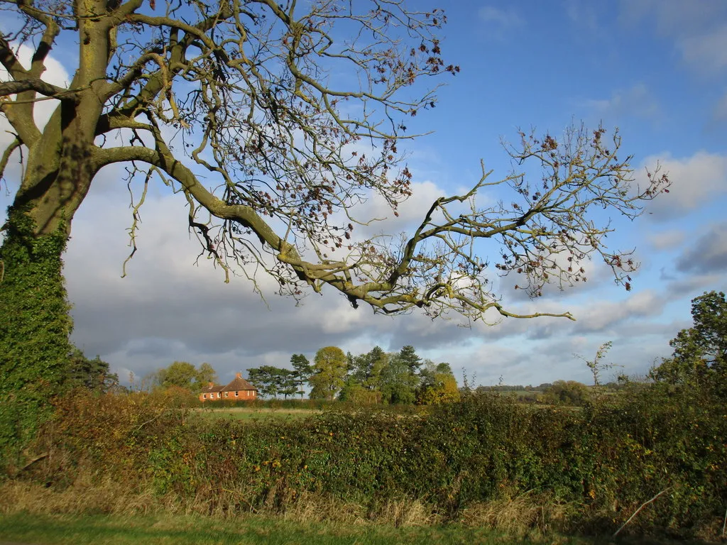 Photo showing: Ash tree and Red House