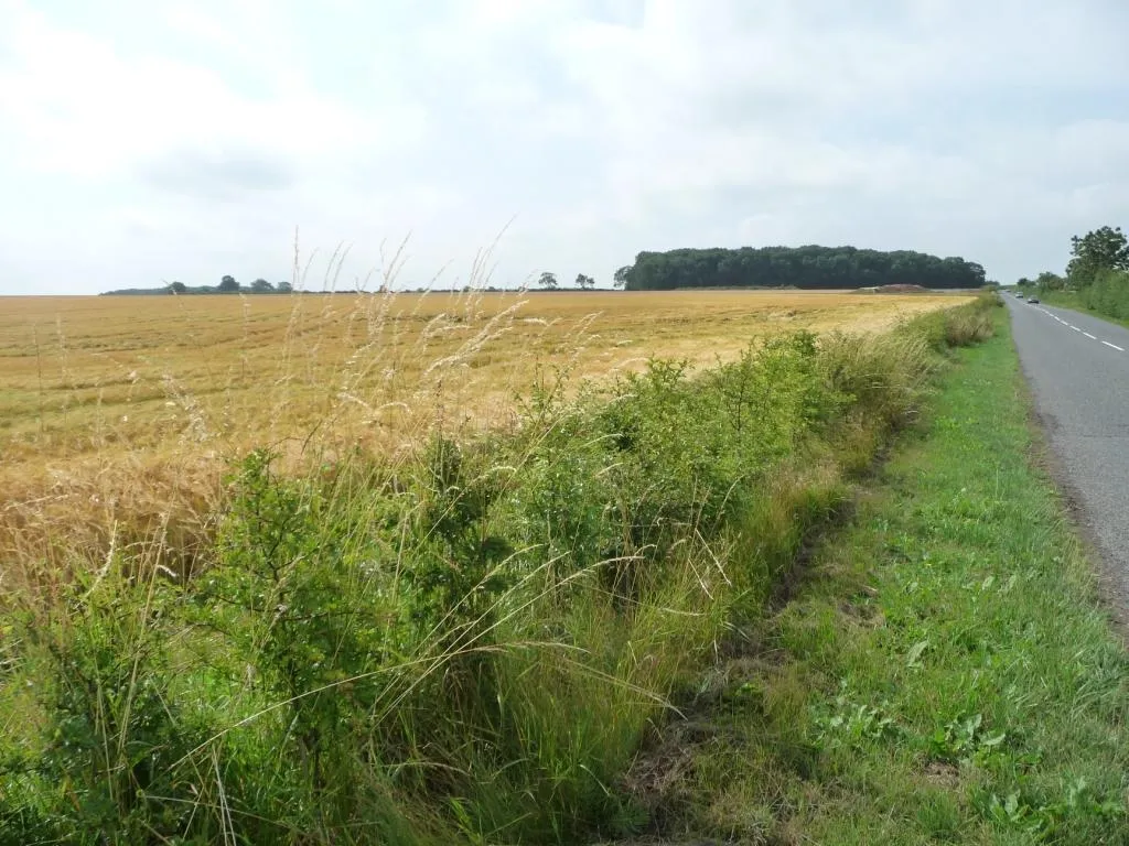 Photo showing: Barley field alongside the road from Baumber