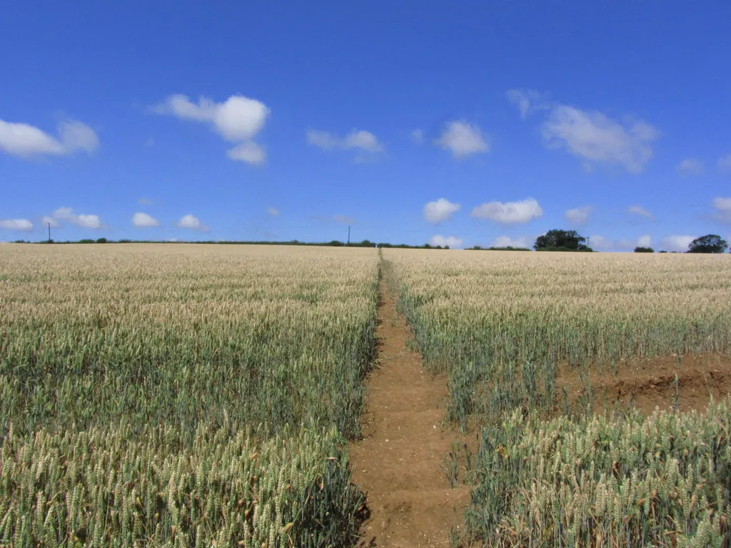 Photo showing: Path leading over Mardon Hill, East Keal, Lincs