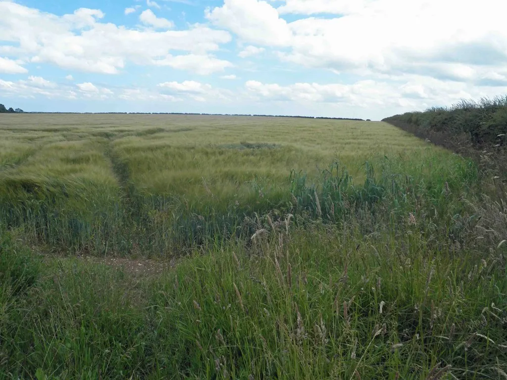 Photo showing: Fields of green (barley?)