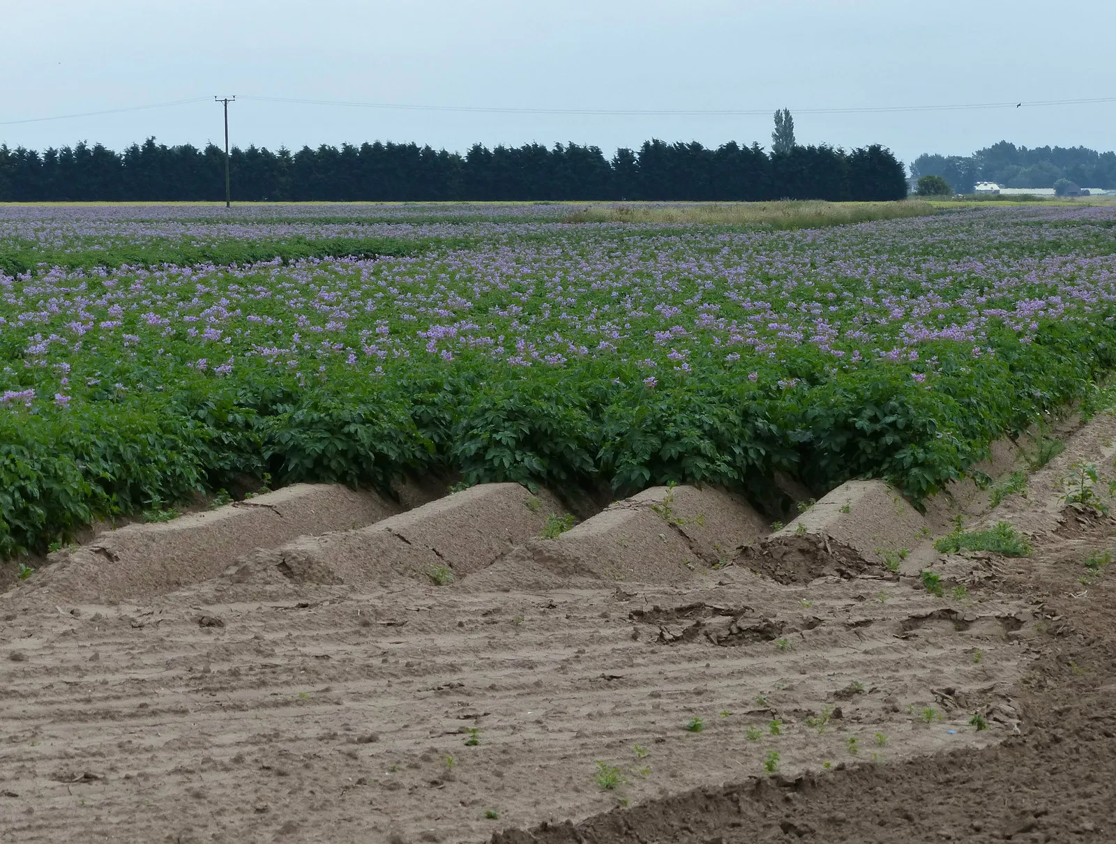 Photo showing: A crop of potatoes near Scrane End