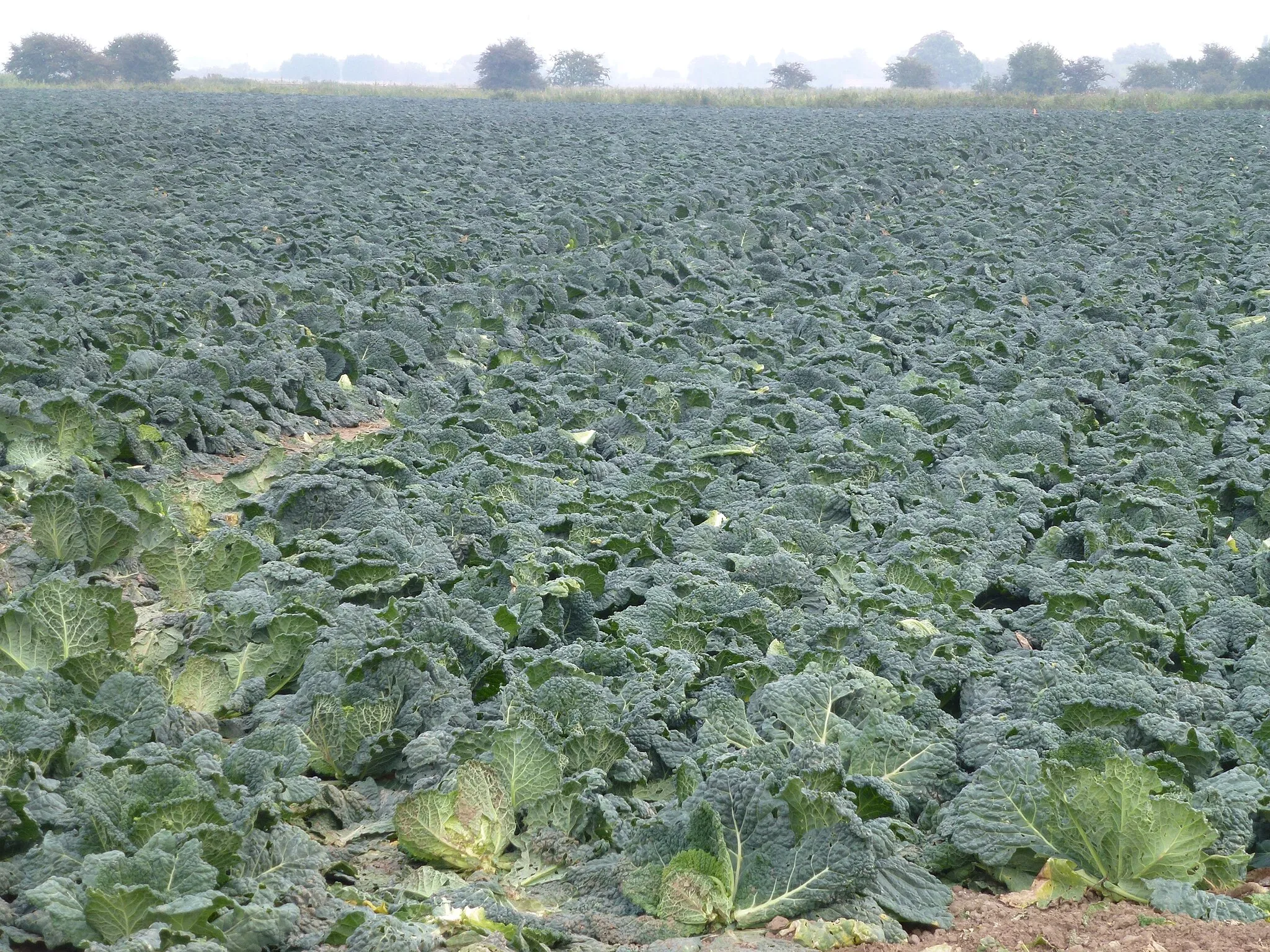 Photo showing: Cabbages near Sandygate Farm, Quadring