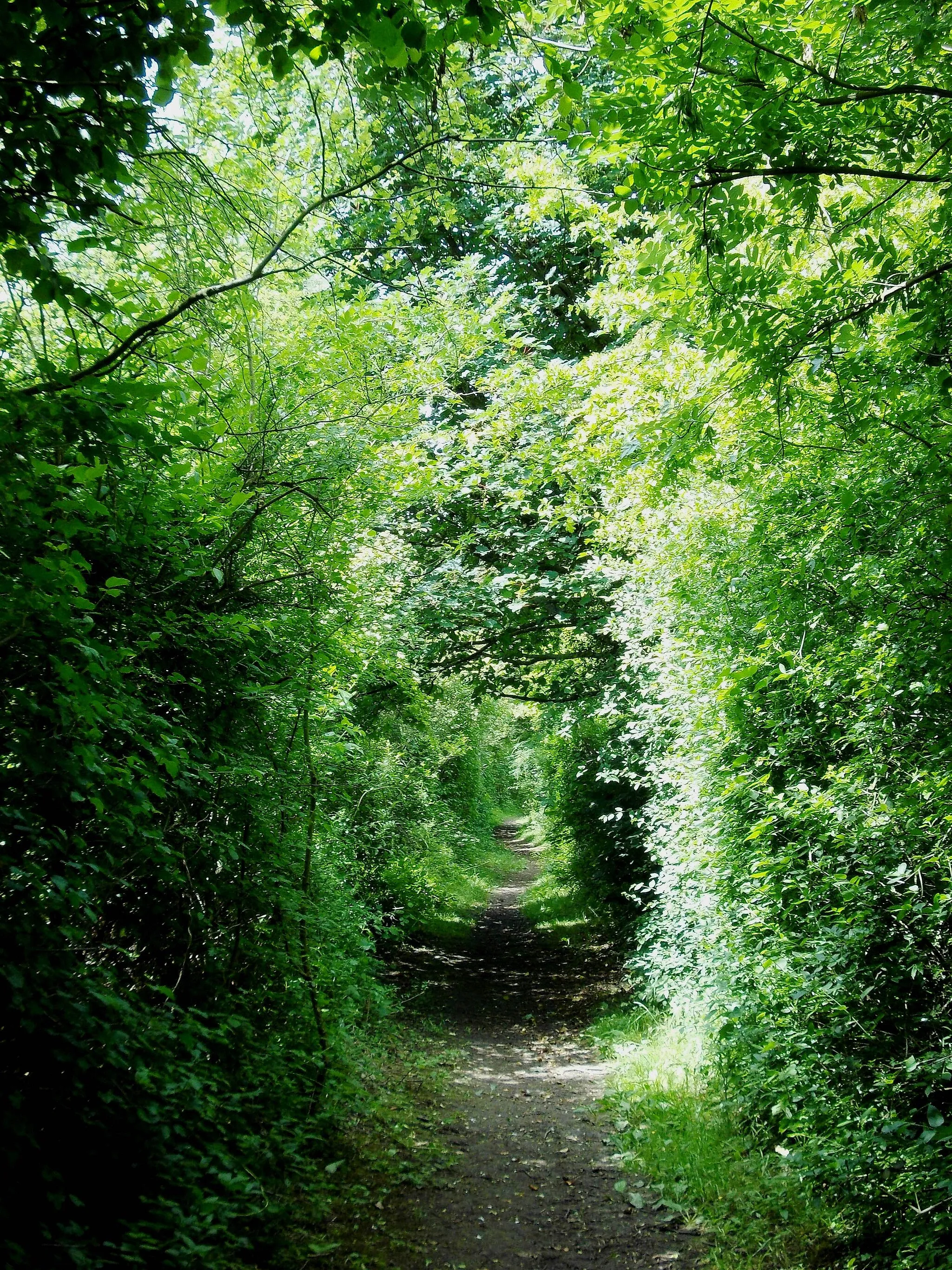 Photo showing: Back Lane, Hooton Roberts