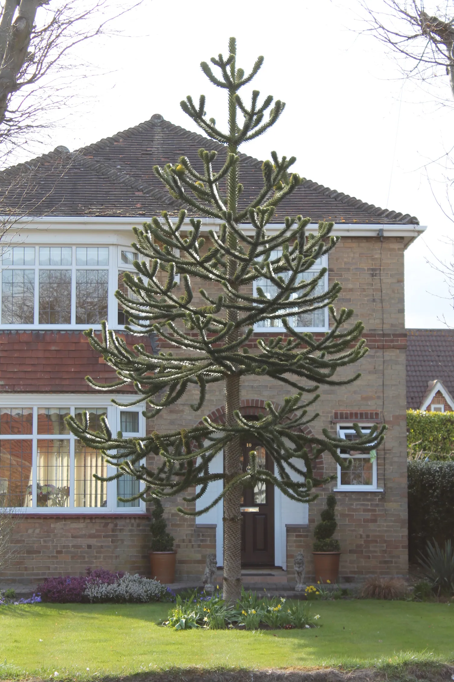 Photo showing: Monkey Puzzle Tree, Church Street, Pinchbeck