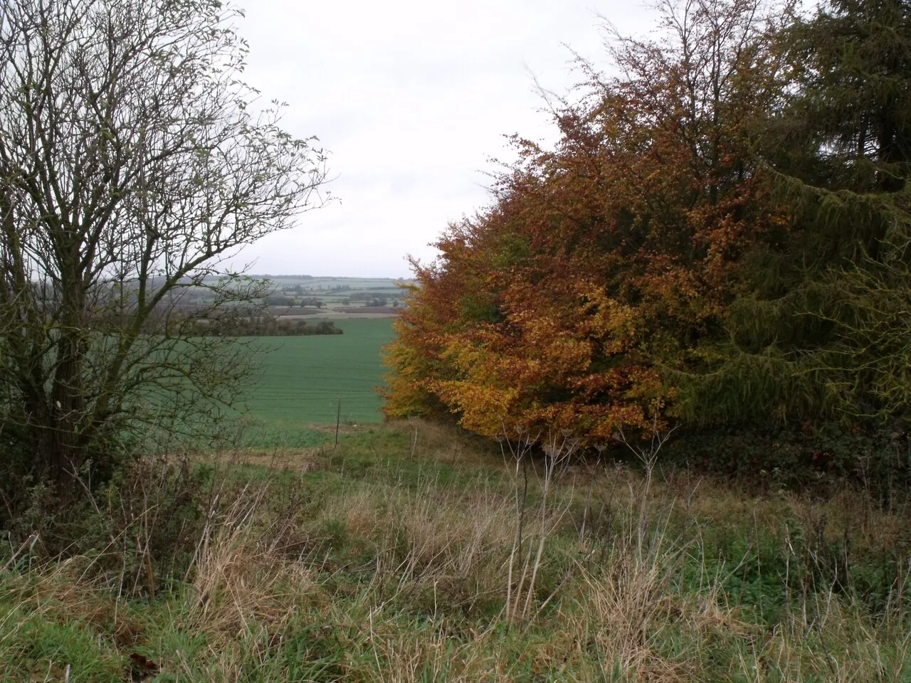 Photo showing: Autumn Colours near Brinkhill