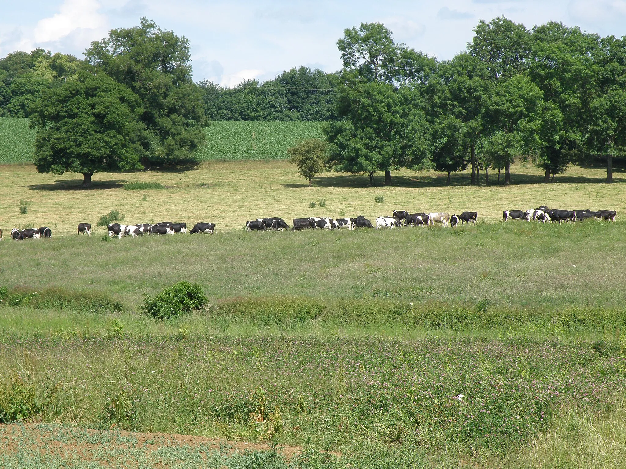 Photo showing: Dairy cattle by Red Hill