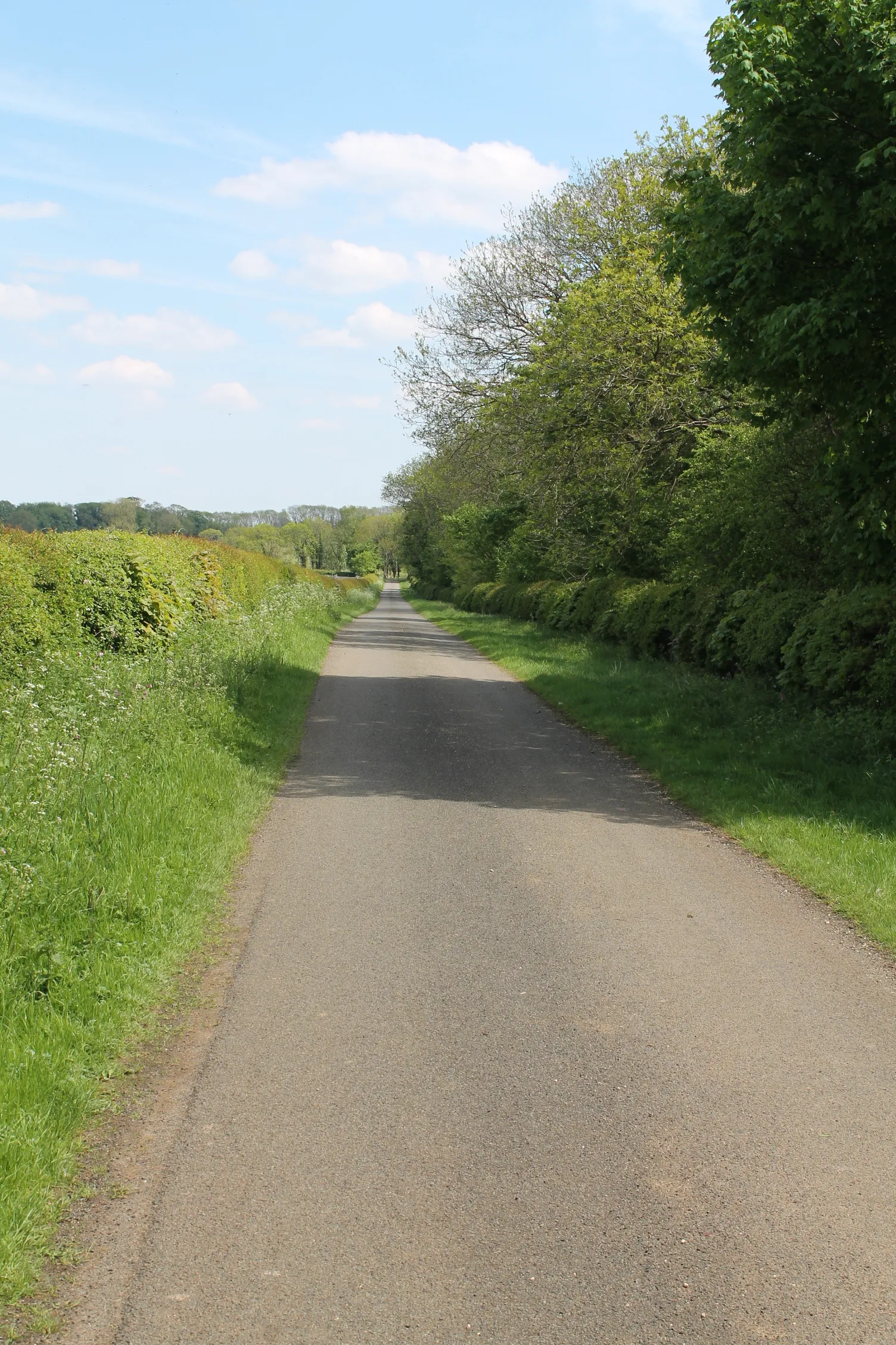 Photo showing: A lane along Cooper's Plantation